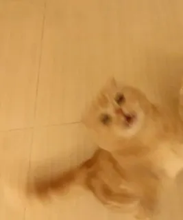 🤯 69f35c5b 고양이, 동물, 애완동물, 고양이과, 귀여운, 가정, 새끼 고양이 telegram sticker