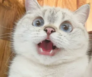 😱 6bbda0cb 고양이, 놀란, 충격, 밈, 동물, 귀여운, 애완 동물 telegram sticker