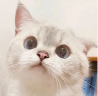 😅 6edd36eb 고양이, 새끼 고양이, 귀여운, 애완 동물, 동물, 파란 눈 telegram sticker