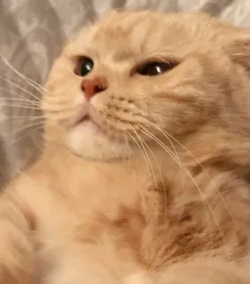 😏 853bb8e6 고양이, 애완동물, 동물, 집고양이, 고양이과, 귀여운, 새끼 고양이 telegram sticker