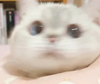 🙂 8ab4f3b1 고양이, 귀여운, 동물, 애완동물, 새끼 고양이, 폭신한 telegram sticker