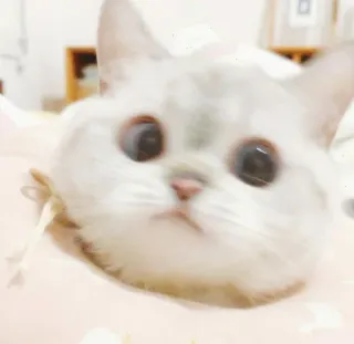 🙄 8b7d9d17 고양이, 귀여운, 동물, 애완 동물, 눈, 웃긴 telegram sticker