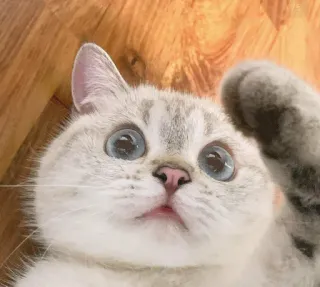 😅 9161de43 고양이, 새끼 고양이, 동물, 귀여운, 애완동물, 반려동물, 포유류 telegram sticker