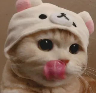 😋 971a0c92 고양이, 동물, 귀여운, 모자, 혀, 핥기 telegram sticker