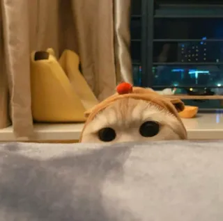 😺 9ce45418 고양이, 빼꼼, 동물, 귀여운, 애완동물, 집고양이 telegram sticker