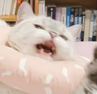 😫 9ee5be89 고양이, 동물, 애완동물, 흰 고양이, 반려동물, 고양이과, 목걸이 telegram sticker