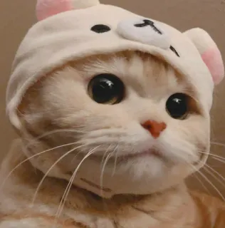 🌝 bd37a498 고양이, 새끼 고양이, 귀여운, 애완 동물, 동물, 곰 모자 telegram sticker