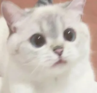 🙃 cbc65348 고양이, 새끼 고양이, 귀여운, 애완 동물, 동물, 집고양이 telegram sticker