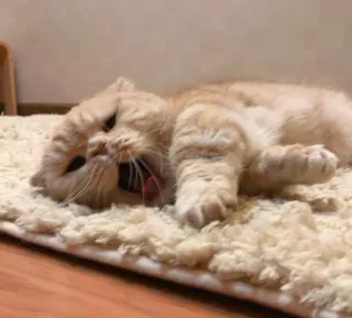 😫 dbd1820d 고양이, 동물, 애완동물, 하품, 고양이과, 집고양이 telegram sticker