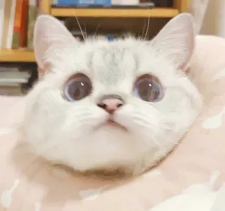 🥰 e8a78863 고양이, 새끼 고양이, 귀여운, 동물, 애완 동물, 가축, 웃긴, 얼굴 telegram sticker