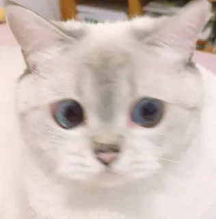 🥺 f81428b7 고양이, 동물, 애완동물, 귀여운, 가정 telegram sticker