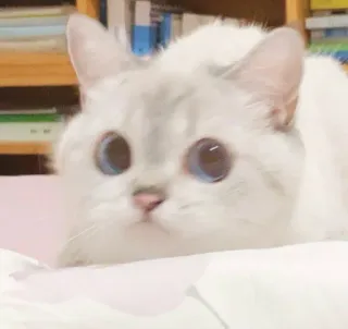 😦 fee636ff 고양이, 새끼 고양이, 애완동물, 동물, 귀여운, 집고양이, 흰 고양이, 파란 눈 telegram sticker
