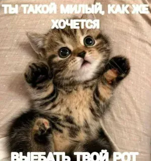 🥹 21069372 ТЫ ТАКОЙ МИЛЫЙ, КАК ЖЕ ХОЧЕТСЯ ВЫЕБАТЬ ТВОЙ РОТ котёнок, милый, кот, обидный whatsapp sticker