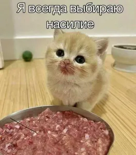 😍 212d541b Я всегда выбираю насилие кот, котенок, насилие, мем, юмор, животное whatsapp sticker