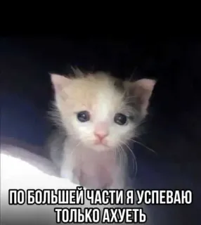 😭 21f364d8 ПО БОЛЬШЕЙ ЧАСТИ Я УСПЕВАЮ ТОЛЬКО АХУЕТЬ котенок, грустный, кот, милый, смешной whatsapp sticker