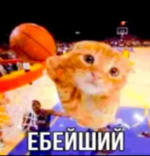 😒 30312030 ЕБЕЙШИЙ кот, баскетбол, смешной, котенок, спорт whatsapp sticker