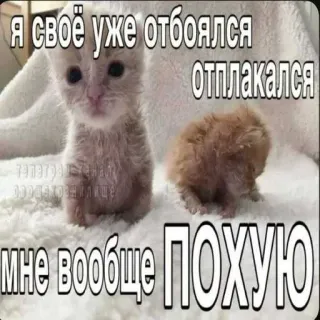 🙈 524ff6a7 Я своё уже отбоялся
отплакался
МНЕ ВОOБЩЕ ПОХУЮ котёнок, кот, милый, русский, мем, текст whatsapp sticker