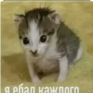 😒 536072ba Я ебал каждого котёнок, кошка, оскорбительный, русский язык, животное, питомец whatsapp sticker