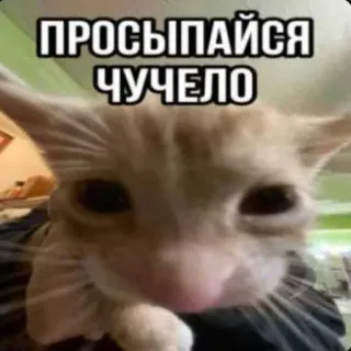 ❤️ 6fabbfe6 ПРОСЫПАЙСЯ ЧУЧЕЛО кот, смешной, мем, животное, милый, пробуждение whatsapp sticker