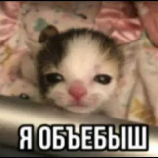 😍 7f21539f Я ОБЪЕБЫШ котёнок, кот, мем, стикер, животное, милый whatsapp sticker