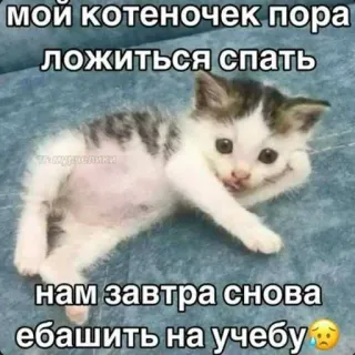 😳 c10e84c8 мой котеночек пора ложиться спать нам завтра снова ебашить на учебу кот, котенок, сон, усталый, школа, русский, мем whatsapp sticker