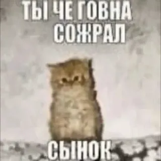 😭 c4179429 ТЫ ЧЕ ГОВНА СОЖРАЛ СЫНОК кот, мем, русский, обидный, оскорбление, смешной whatsapp sticker