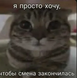 😎 cb43c3bb я просто хочу, чтобы смена закончилась кот, мем, смешной, уставший, работа, русский whatsapp sticker