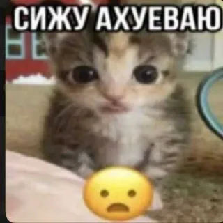 😁 d72b704e СИЖУ АХУЕВАЮ котёнок, эмодзи, в шоке, мем, русский, кот whatsapp sticker