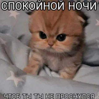 🙈 daa1f462 СПОКОЙНОЙ НОЧИ 
ЧТОБ ТЫ ТЫ НЕ ПРОСНУЛСЯ кот, котенок, спокойной ночи, милый, мем, спящий, русский whatsapp sticker