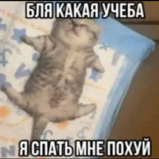 😱 dc69fec4 БЛЯ КАКАЯ УЧЕБА
Я СПАТЬ МНЕ ПОХУЙ кот, мем, сон, смешной, милый, русский, текст whatsapp sticker