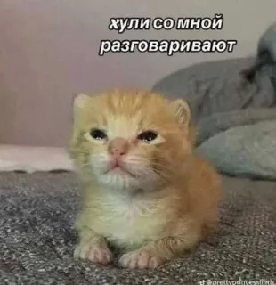 😒 e58d9370 хули со мной разговаривают кот, котёнок, грустный, мем, русский whatsapp sticker