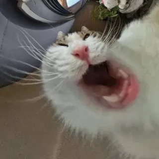 🤩 0501cb0b 猫, 打哈欠, 宠物, 动物, 哺乳动物 telegram sticker