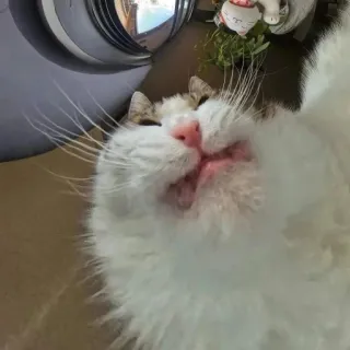 🤩 0ef631e2 猫, 动物, 宠物, 可爱, 家养, 猫科 telegram sticker