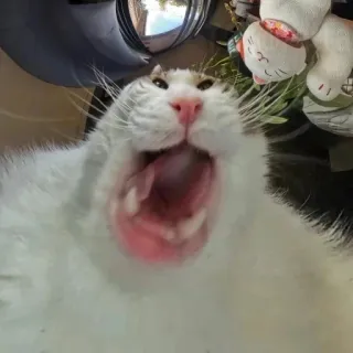 🤩 3e58341d 猫, 打哈欠, 家猫, 哺乳动物, 动物 telegram sticker