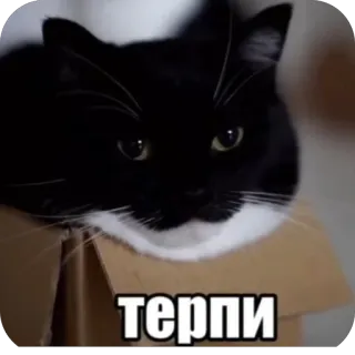🫥 55bcc6ca терпи 猫, 盒子, 俄语, 动物, 黑白, 宠物 telegram sticker