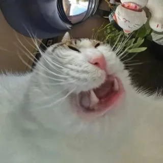 🤩 76b3bc61 猫, 打哈欠, 宠物, 动物, 家猫, 搞笑 telegram sticker