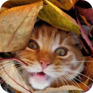 🫥 7a29ea00 猫, 叶子, 秋天, 秋天, 橘猫, 宠物 telegram sticker