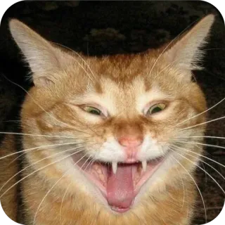 🫥 8d79d038 猫, 动物, 宠物, 猫科动物, 哺乳动物, 橙色, 搞笑, 梗 telegram sticker