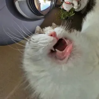 🤩 b53a41da 猫, 打哈欠, 动物, 家猫, 宠物, 蓬松, 可爱, 张开嘴 telegram sticker