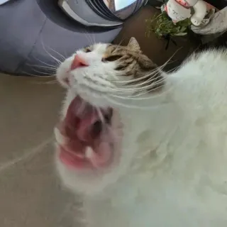 🤩 de4deaf9 猫, 打哈欠, 动物, 宠物, 家畜 telegram sticker