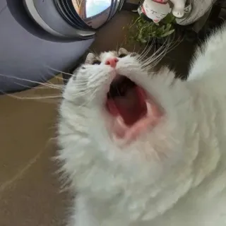 Булошный кот @TgEmodziBot telegram stickers