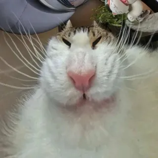 🤩 f1e1e241 猫, 动物, 宠物, 家畜, 哺乳动物, 猫科动物, 搞笑 telegram sticker