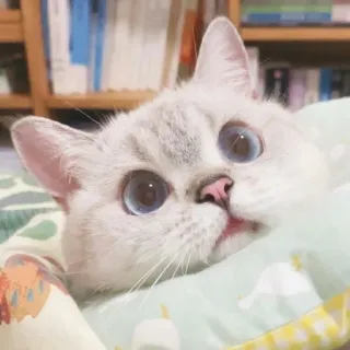 🐱 05cf9628 猫, かわいい, ペット, 子猫, 動物, 家畜, 青い目, ネコ科 telegram sticker