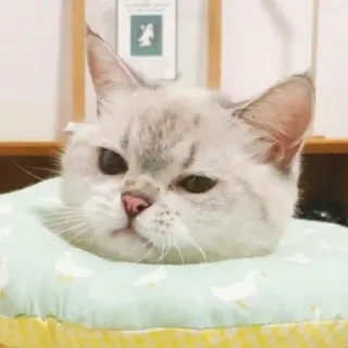 🐱 14d713ba 猫, 可愛い, 動物, ペット, 家庭用, 枕 telegram sticker