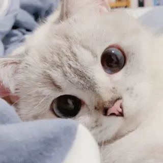 🐱 40d5eb17 猫, 子猫, かわいい, 動物, ペット, イエネコ, 哺乳類 telegram sticker