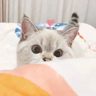 🐱 77460a05 猫, 動物, 可愛い, ペット, 哺乳類, 子猫, 家畜 telegram sticker