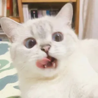 🐱 9d8ef43a 猫, 動物, ペット, 舐める, 白い猫, 青い目 telegram sticker