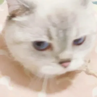 🐱 b4759438 猫, 動物, ペット, かわいい, 白猫, 青い目 telegram sticker