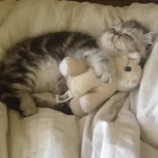 😴 03dd8583 Katze, Kätzchen, schlafend, süß, Tier, Stofftier telegram sticker