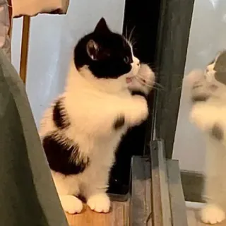 😺 064cd535 Katze, Kätzchen, Spiegel, Spiegelung, süß, Haustier, Tier telegram sticker